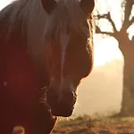 Πανσιόν Le Domaine Lieu Bill, Normandie 3*