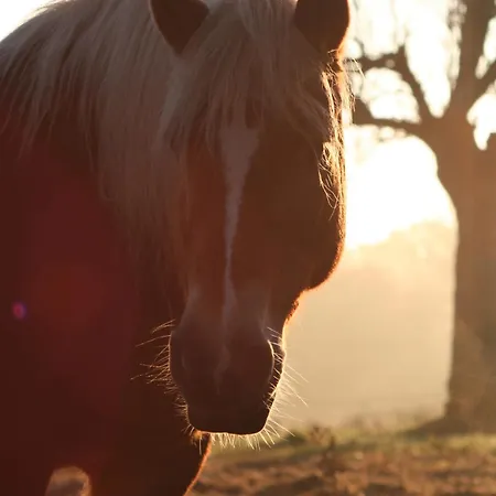 Gæstehus Le Domaine Lieu Bill, Normandie 3*