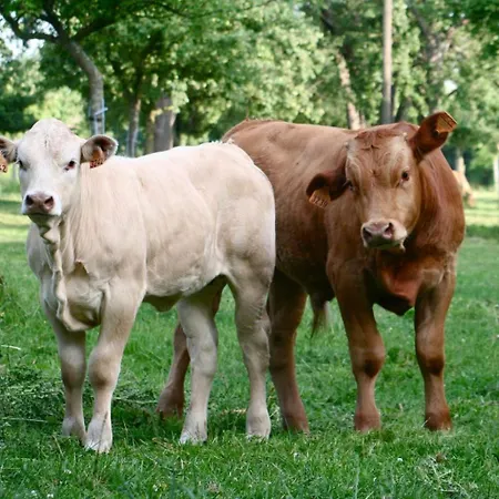 Le Domaine Lieu Bill, Normandie Penzion Blonville-sur-Mer